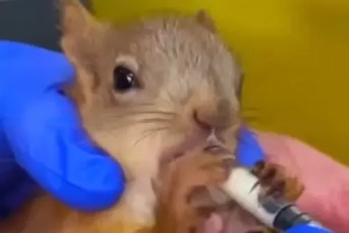 В Ростовской области кот спас маленькую белочку В Ростовской области кот спас маленькую белочку