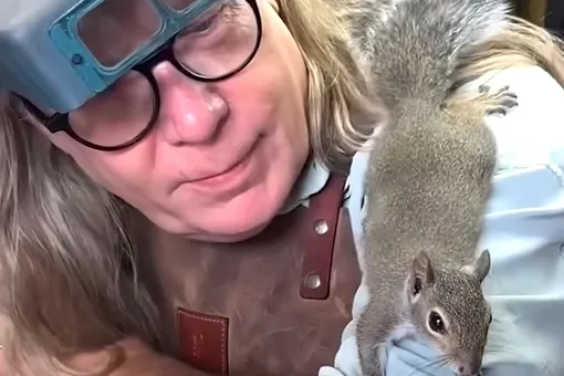 «Он стал инспектором по кольцам»: ювелир приютил белку, и зверек начал ходить с ним на работу каждый день «Он стал инспектором по кольцам»: ювелир приютил белку, и зверек начал ходить с ним на работу каждый день