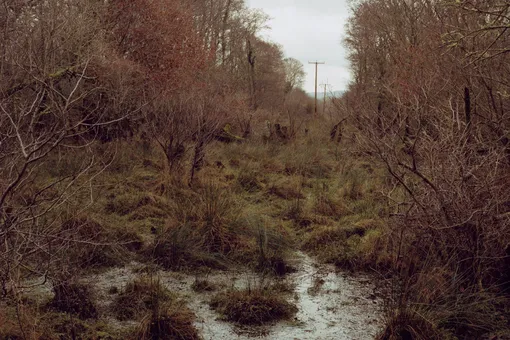 Мы, животные Мы, животные