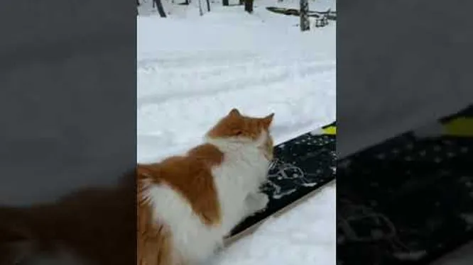 Смотреть Смотреть