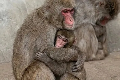 Пользователей соцсетей растрогали объятия «самой одинокой обезьянки» по кличке Панч и взрослой макаки. У детеныша наконец-то появился защитник Пользователей соцсетей растрогали объятия «самой одинокой обезьянки» по кличке Панч и взрослой макаки. У детеныша наконец-то появился защитник
