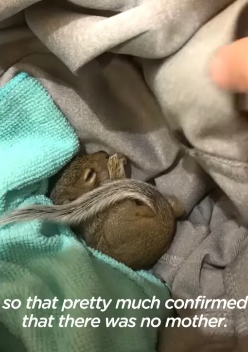 белка белка