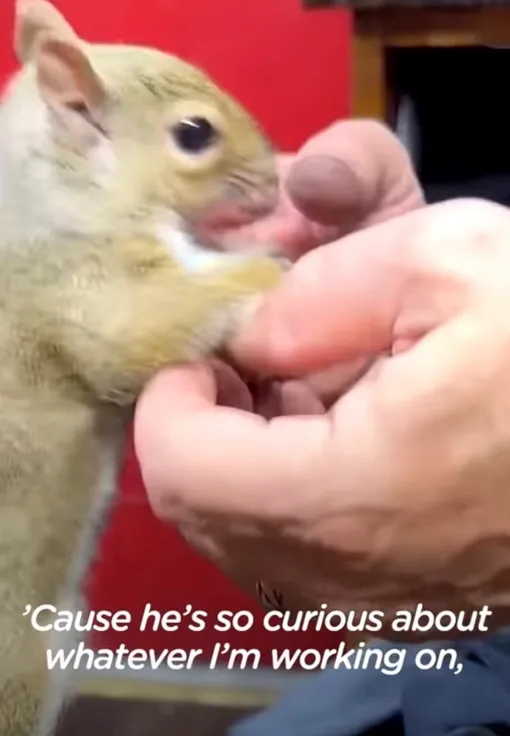 белка белка