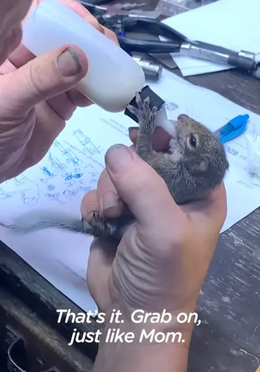 белка белка