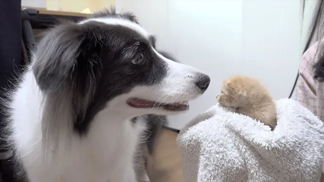 Смотреть Смотреть