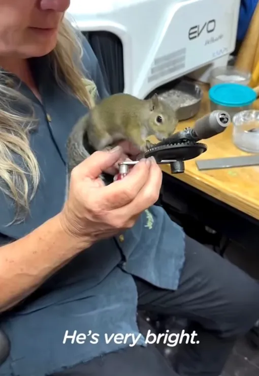 белка белка