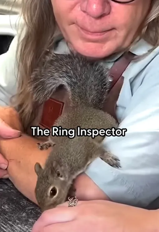 белка белка