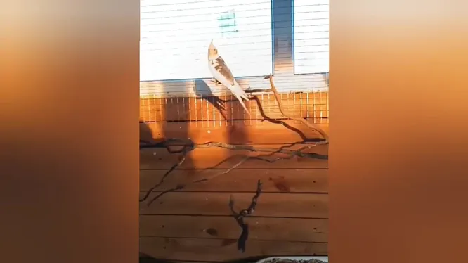 Смотреть Смотреть