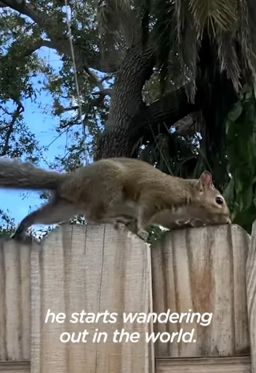 белка белка